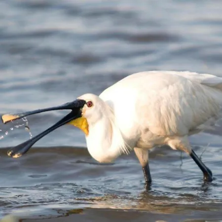 Near Groote Keeten Beach, Cleaning Included Callantsoog